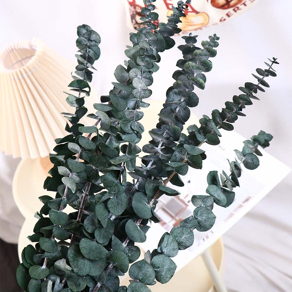 10 шт. натуральных листьев эвк – обзор и цена Eucalyptus Preserved
