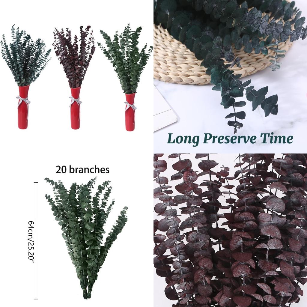20 шт. консервированные для св – обзор и цена Eucalyptus Preserved